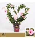 Mandevilla