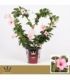 Mandevilla