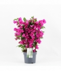 Bougainvillea