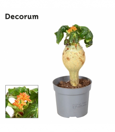 Jatropha