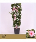 Mandevilla