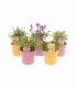perennials