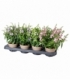 Angelonia