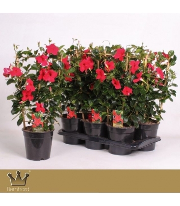 Mandevilla