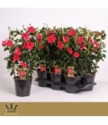Mandevilla
