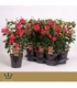 Mandevilla