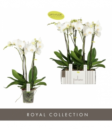 Phalaenopsis