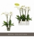 Phalaenopsis