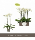 Phalaenopsis
