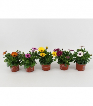 Osteospermum