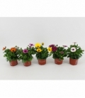 Osteospermum