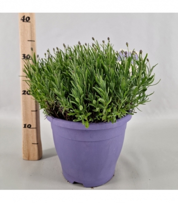 Lavandula