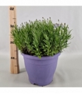 Lavandula