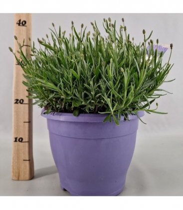 Lavandula