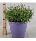 Lavandula