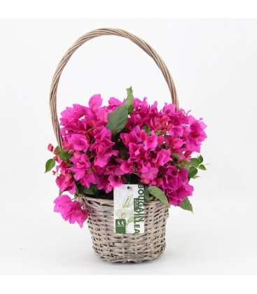 Bougainvillea