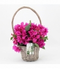 Bougainvillea