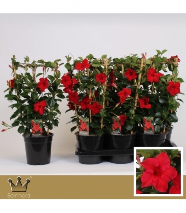 Mandevilla