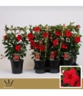 Mandevilla