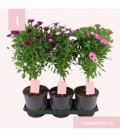 Osteospermum