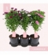 Osteospermum