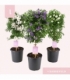 Solanum