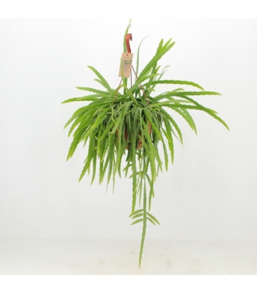 Lepismium