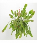 Lepismium
