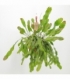 Lepismium