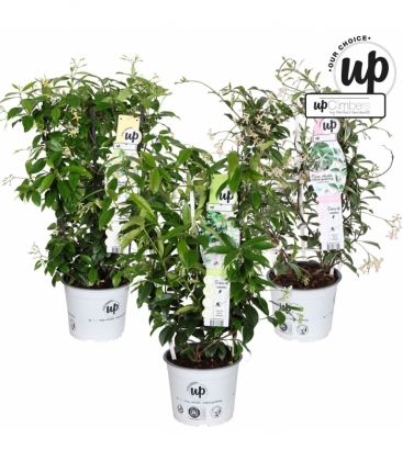 Trachelospermum