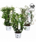 Trachelospermum