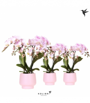 Phalaenopsis