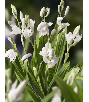 Bletilla