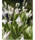 Bletilla