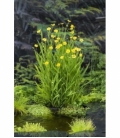 Ranunculus