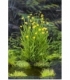 Ranunculus