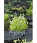 Myosotis