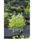 Myosotis