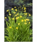 Ranunculus