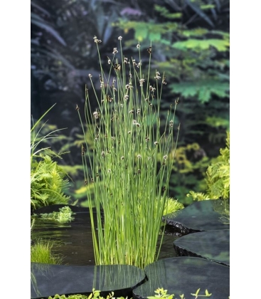 Scirpus