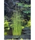 Scirpus