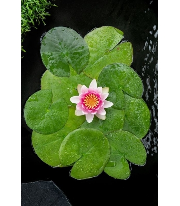Nymphaea