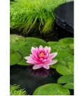Nymphaea