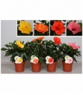 Hibiscus