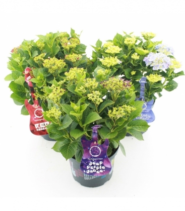 Hydrangea