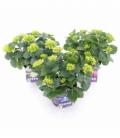 Hydrangea