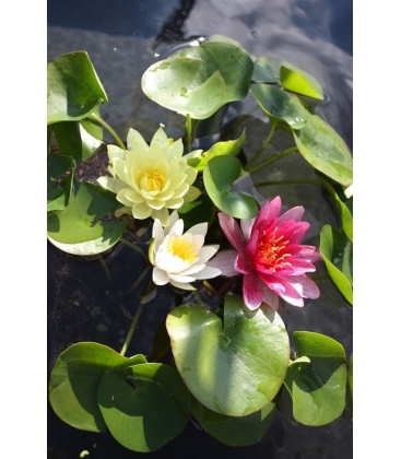 Nymphaea