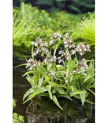 Epipactus