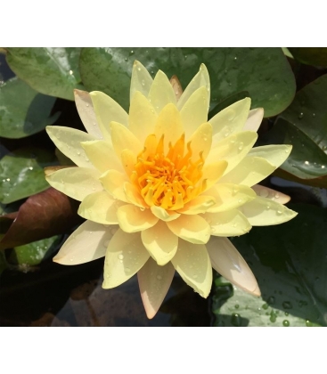 Nymphaea