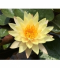 Nymphaea